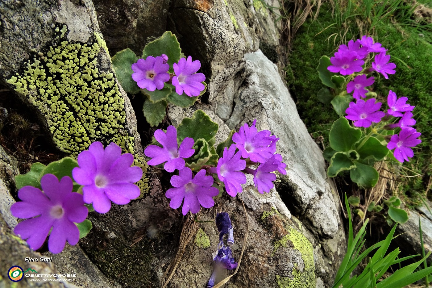 67  Primula irsuta (Primula hirsuta) alla Bocchetta Triomen (2200 m).JPG